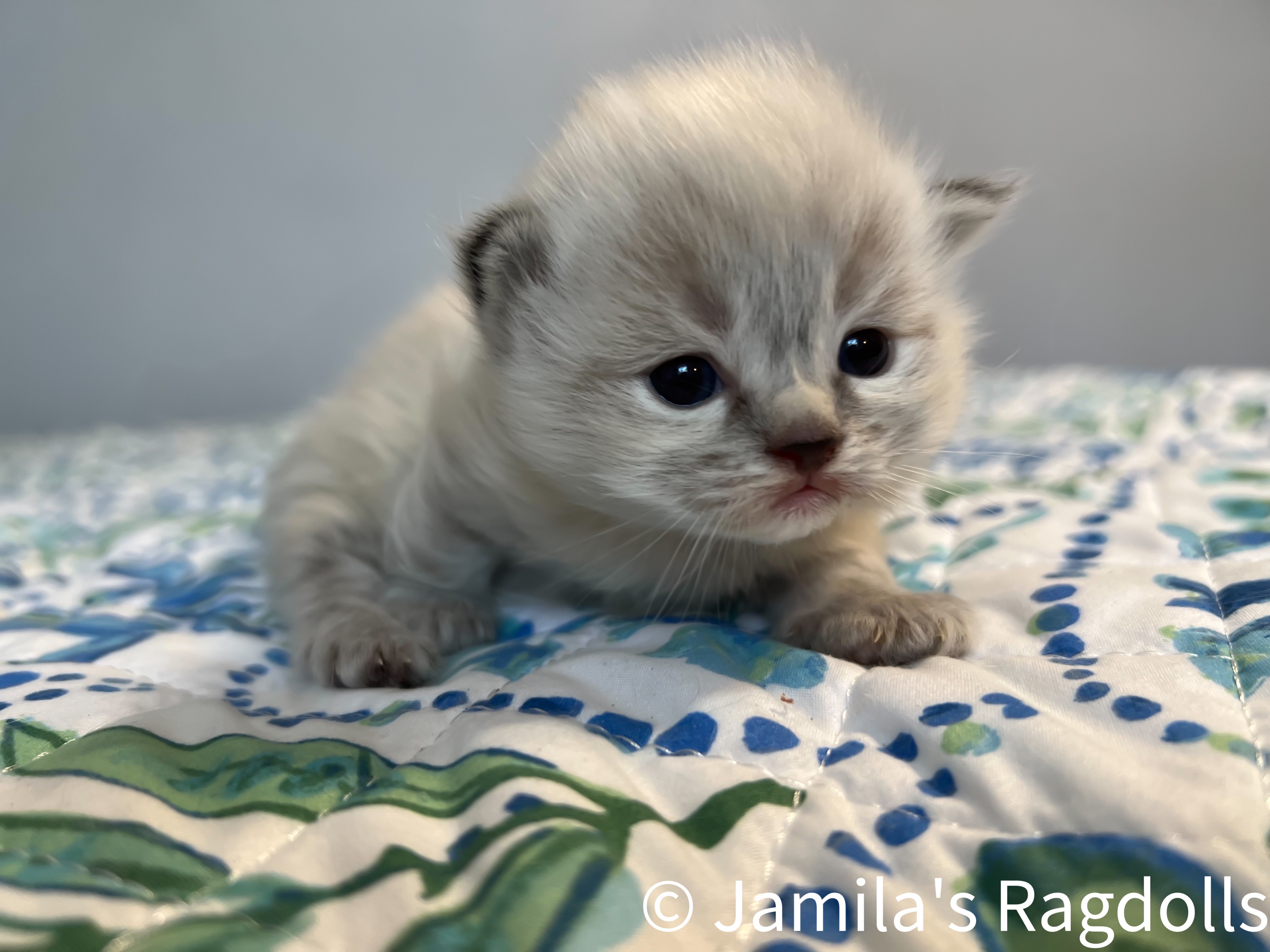 Ragdoll kittens for sale texas